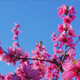 Peach Blossom on Blue Sky - VideoHive Item for Sale