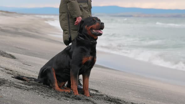 Woman Holding and Putting on Collar for Rottweiler Dog in Cold Weather