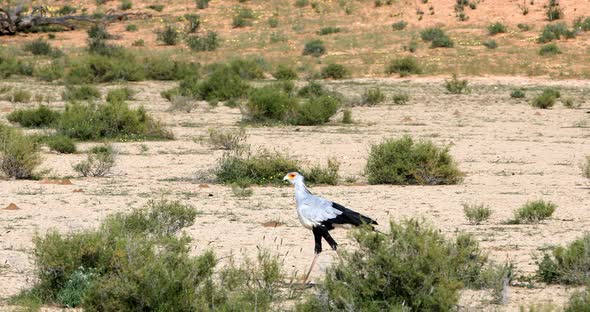 Secretary bird Kalahari Transfrontier Park, South Africa