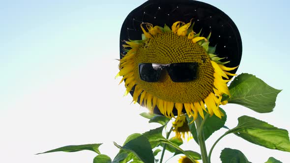 Beautiful Sunflower Flower