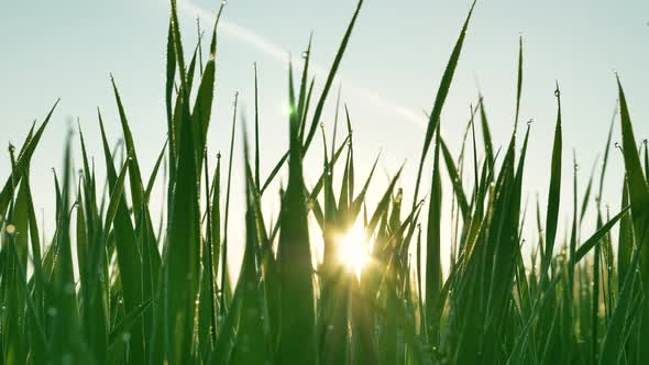 Sun's Rays Make Their Way Through the Green Grass with Dew Drops on a Summer Morning on the Rassevet