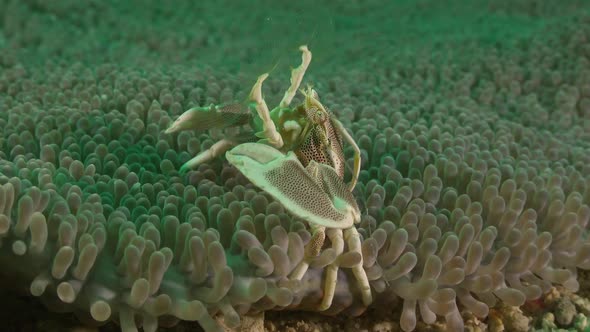 Close up of porcelain crab in sea anemone feeding on plankton.