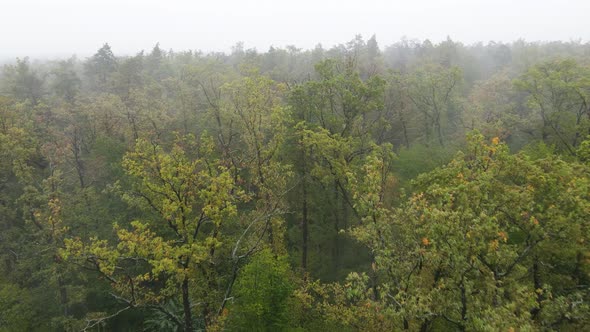 Fog in the Forest Aerial View