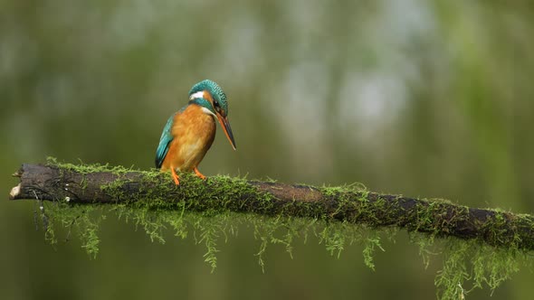 River kingfisher on the hunt dives into stream, returns unsuccessful; slomo