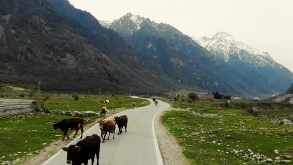 Aerial View of Road Along Which Cows are Walking