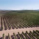 Drone view of an amazing vineyard in Tuscany. - VideoHive Item for Sale