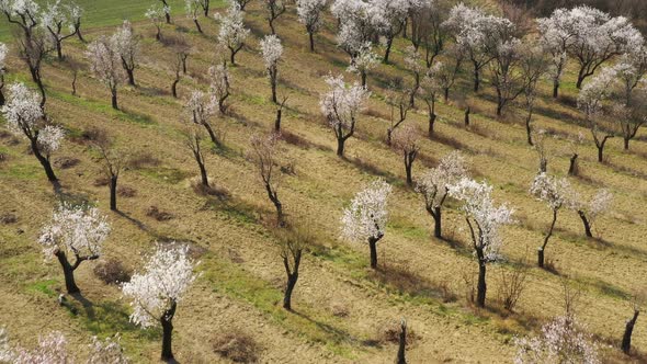 Almond orchard. Spring flowering trees