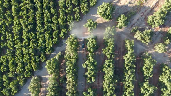 Aerial top down of a tractor spraying pesticides alongside waru waru avocado plantations in a farm f