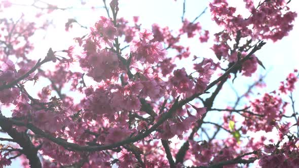 Cherry Blossom With Sunlight