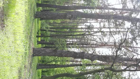 Vertical Video of a Forest with Pine Trees