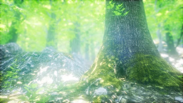 Sunbeams Shining Through Natural Forest of Beech Trees