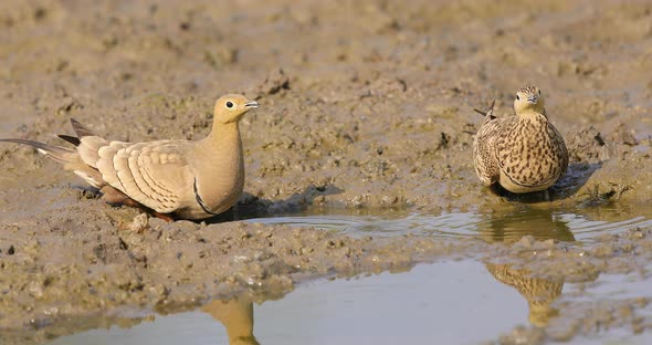 Pair of Chestnut bellied sandgrouse drink water on hot summer afternoon