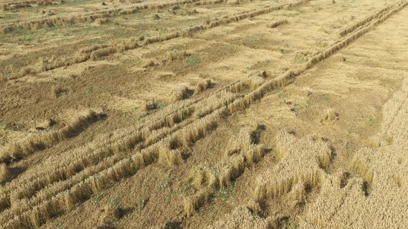 Flying over field of common wheat Triticum aestivum 4K drone video