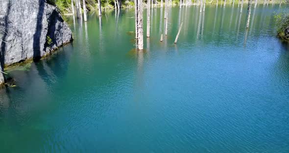 Coniferous Trees Rise From Depths of Mountain Lake