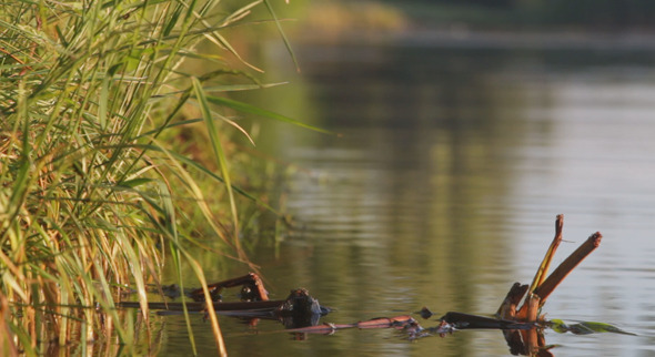 Morning On The River alt