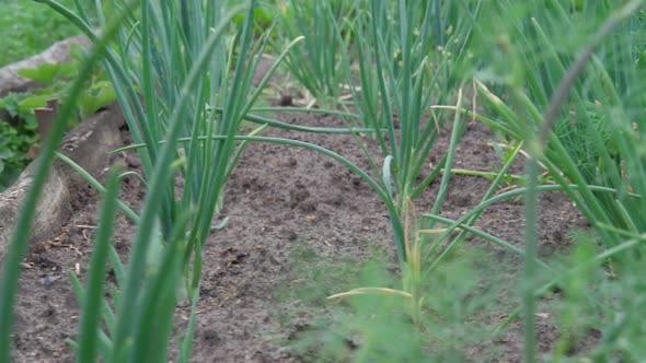 Fresh Plant Onion Field