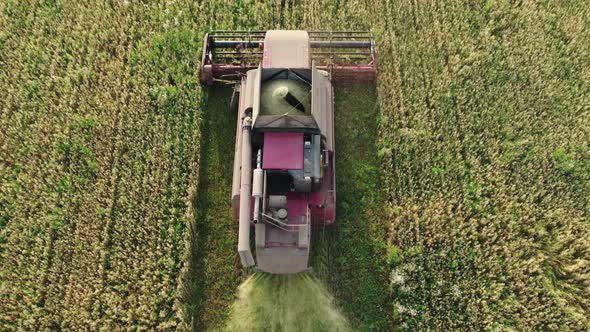 Combine Harvester Removes Oats and Accumulates Grain in the Hopper