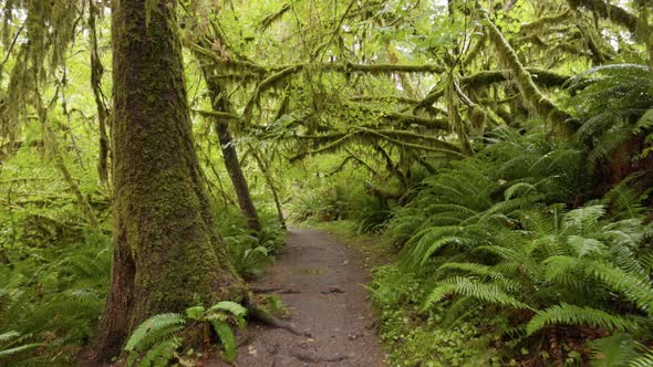 Walk Along Path Among Trees Overgrown with Moss and Bushes