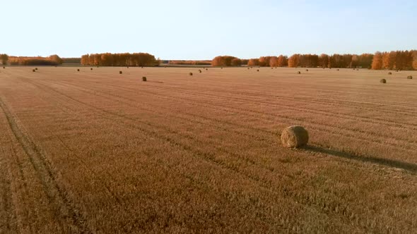 Aerial View Rolls Haystacks Straw on Field Harvesting Wheat