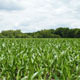 Corn Field - VideoHive Item for Sale