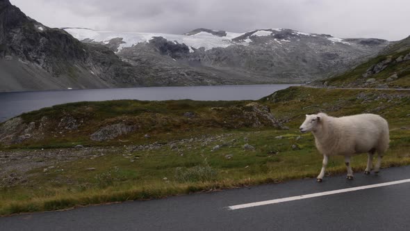 3 sheeps walking on the road in Norway, view from the car