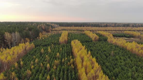 Aerial View of Rows with Young Coniferous Pines and Yellow Deciduous Birches in a Forest Plantation
