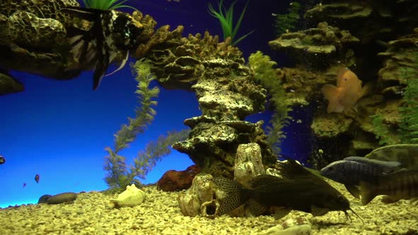 A Flock of Tropical Fish Swims Near a Coral Reef in the Sun