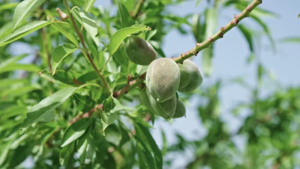 Slow motion of young almonds on a tree branch rocking in the wind.