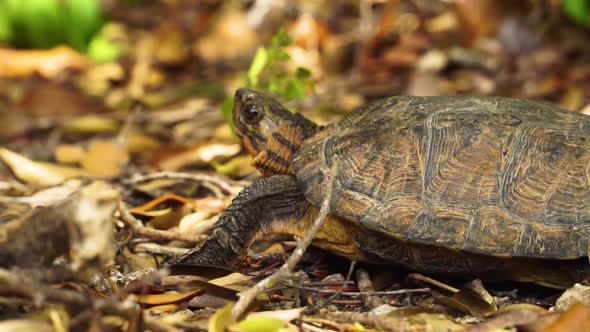 Wild turtle crawling on dry leaves ground, exploring environment close up