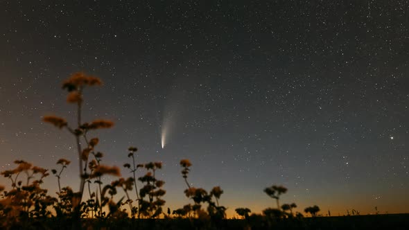 Belarus. 18 July 2020. Comet Neowise C/2020 F3 In Night Starry Sky Above Flowering Buckwheat