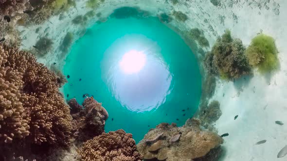 Coral Reef and Tropical Fish. Bohol, Philippines.