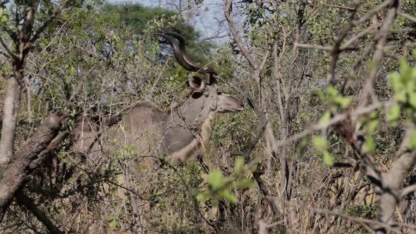 Kudu on african bush