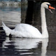 Swan Opens His Mouth and Swims Away - VideoHive Item for Sale
