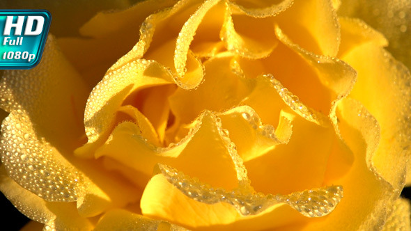 Yellow Rose in Dewdrop