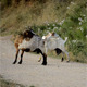 Goats Scratching Themselves - VideoHive Item for Sale