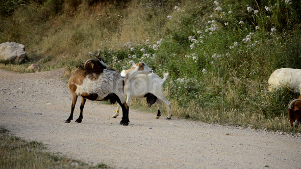 Goats Scratching Themselves