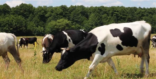 Cows On Pasture