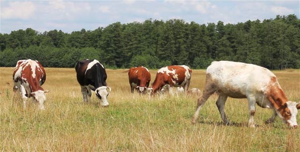 Cows On Pasture 1