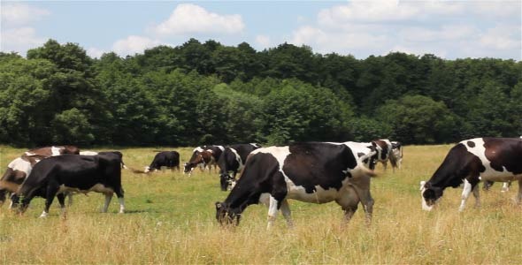 Cows On Pasture 2