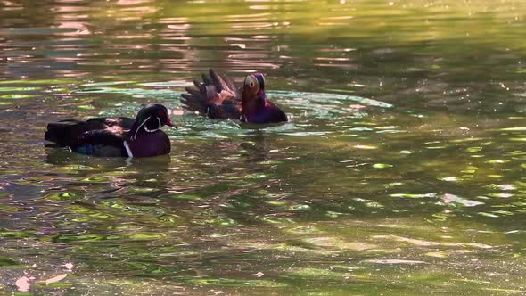Mandarin Duck Floating And Grooming In Green Waters