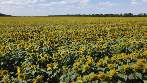 Large Field with Sunflowers on a Sunny Summer Day