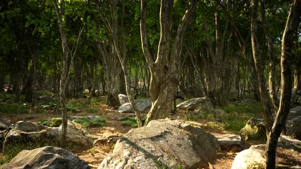 Roots of a Tree in a Misty Forest