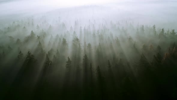 Aerial drone shot of a dark and foggy autumn morning forest