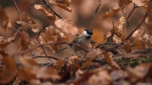 Eurasian blackcap surrounded by earthy brown fall colored foliage