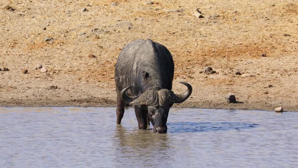 African Buffalo Drinking Water - Kruger National Park