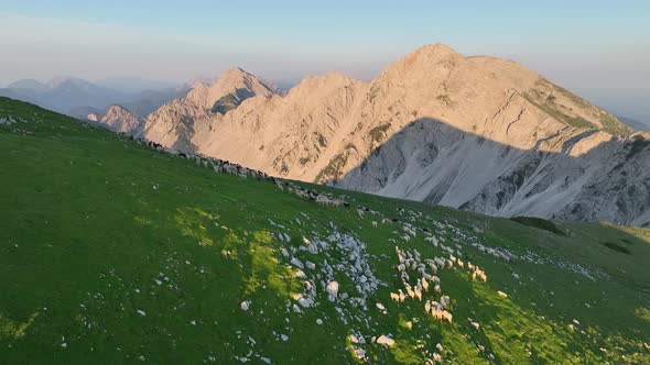 Sheep in the mountains at sunset