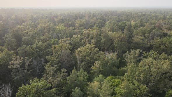 Aerial View of a Green Forest on a Summer Day