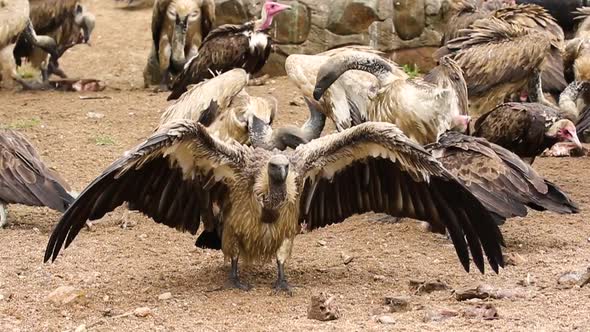 Adult vulture feeding on a bone