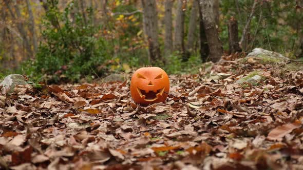 Halloween Pumpkin in Autumn Forest