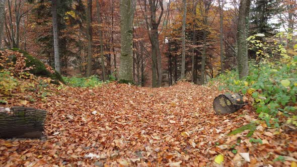 Autumn Mountain Forest